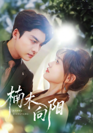楠木向阳（70集）