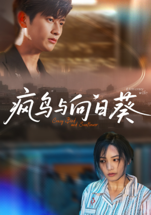 疯鸟与向日葵（40集）